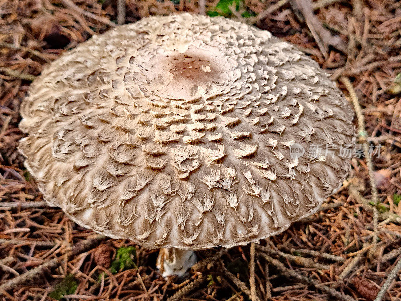 Parasol mushroom ' macrolepiota '或lepiota '将继续